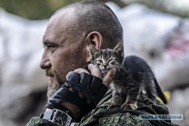 Подобран, обогрет, накормлен