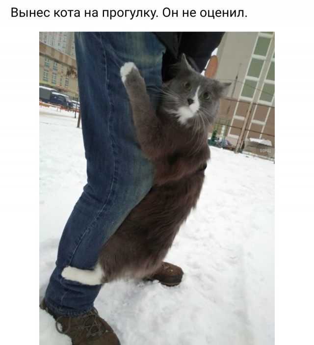 Коты и Кошки