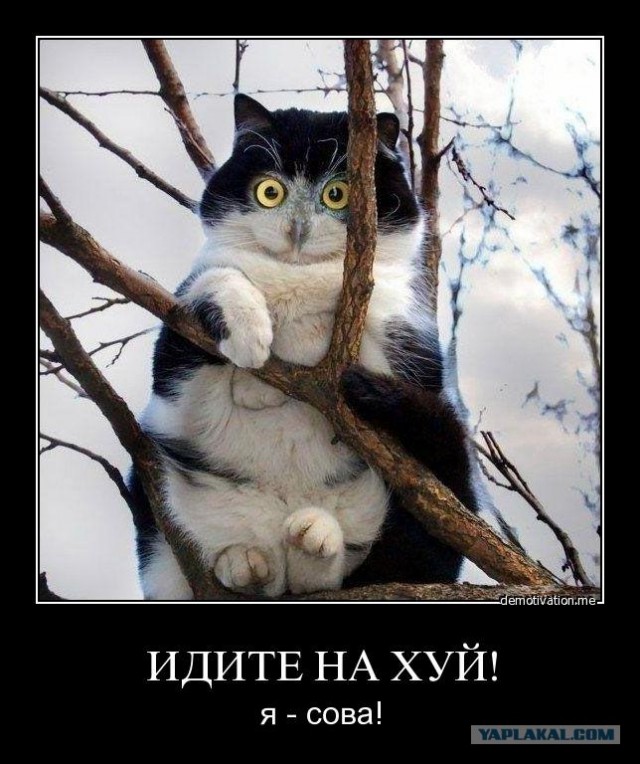 Для новобранцев ЯПа 16+