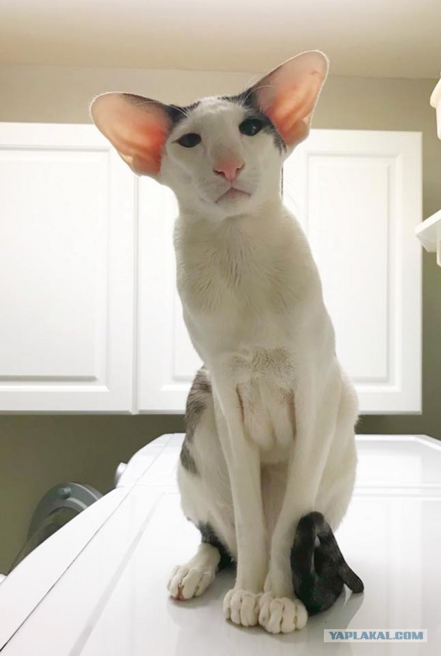 Котовторник 9.01.2018