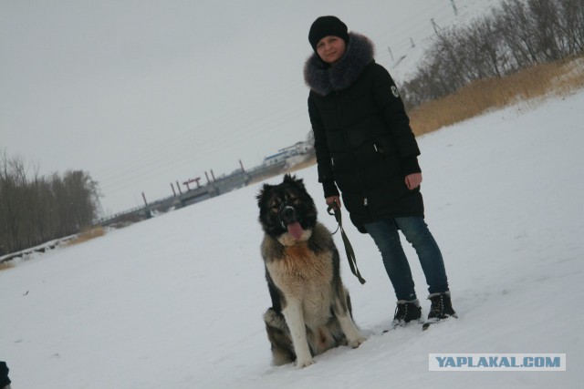Переполох в ветеринарной клинике…