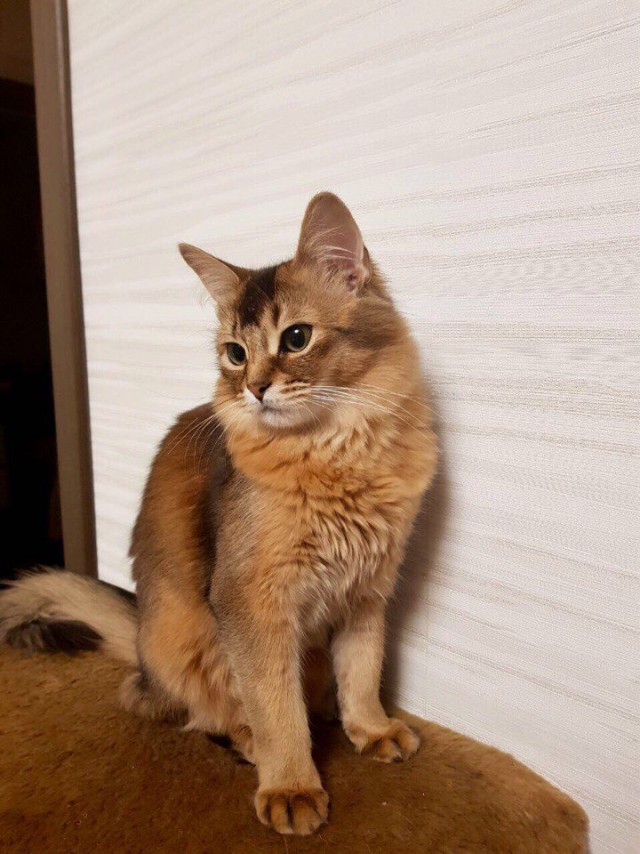 Фотобомбы котов