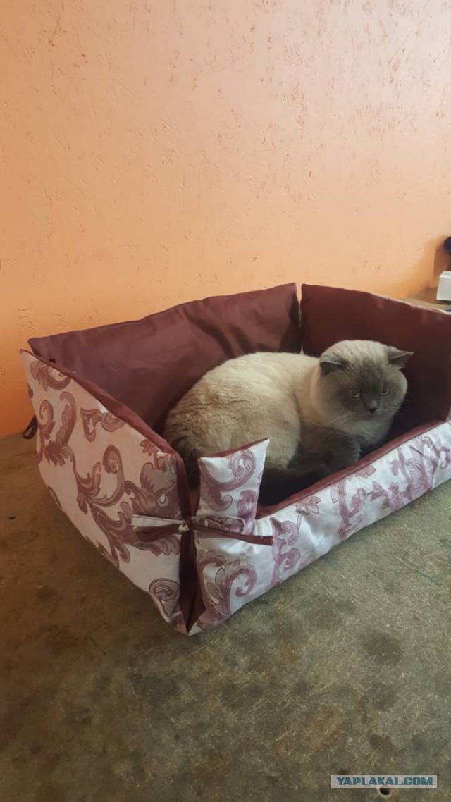 Котовторник 20.03.2018