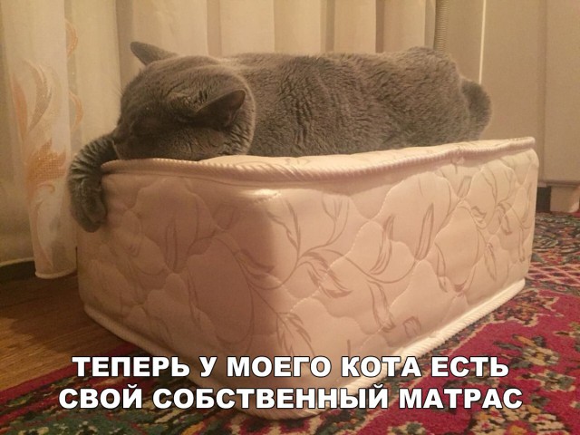 Фотобомбы котов