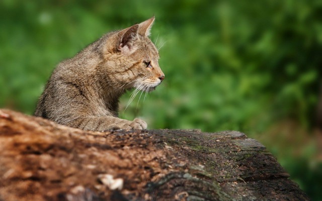 Кот без прикрас