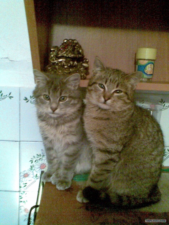 Котовторник (20.01)