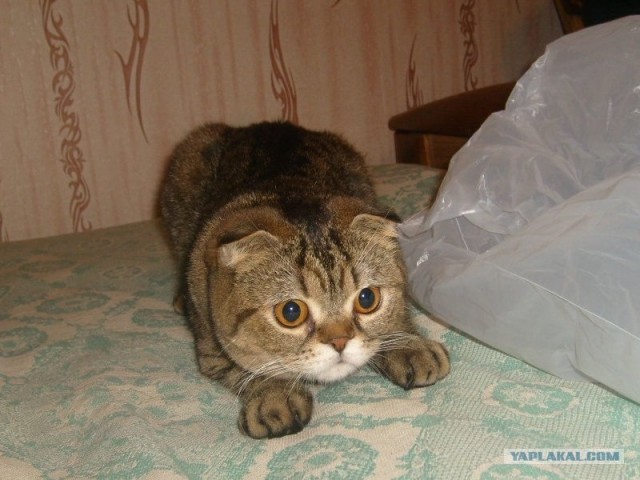 Начинаем котовторник!