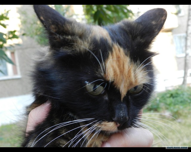 Первый котовторник июля