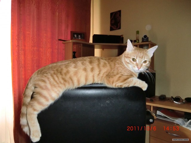 Котовторник! 11.10.11