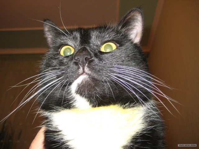 Котовторник (07.02.2012)
