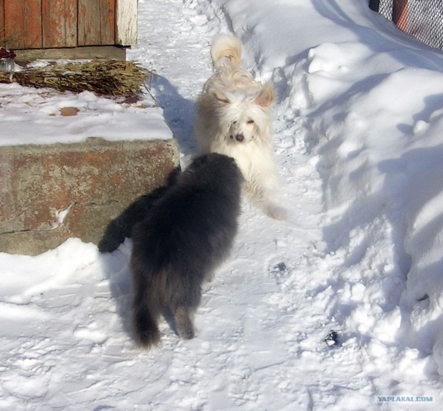 Котовторник (21.02.2012)