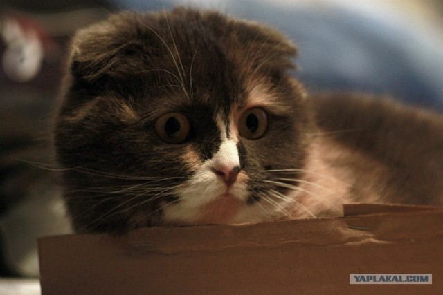 Котовторник  от 3.04.2012