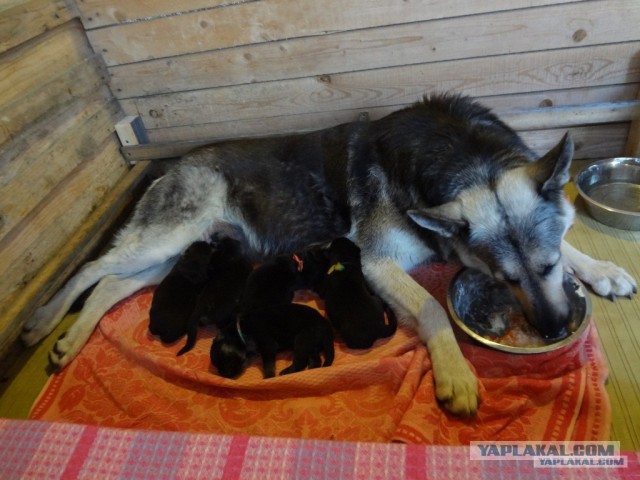 Мамочки и их щенки