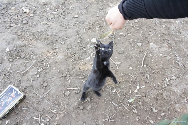 Котовторник 31.07.2012 г.