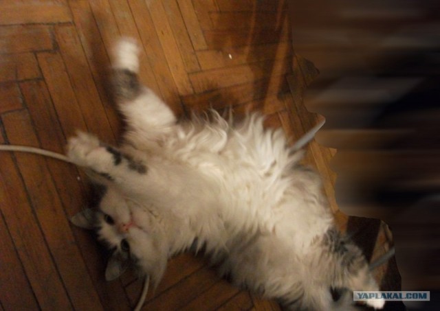Котовторник 29.01.2013