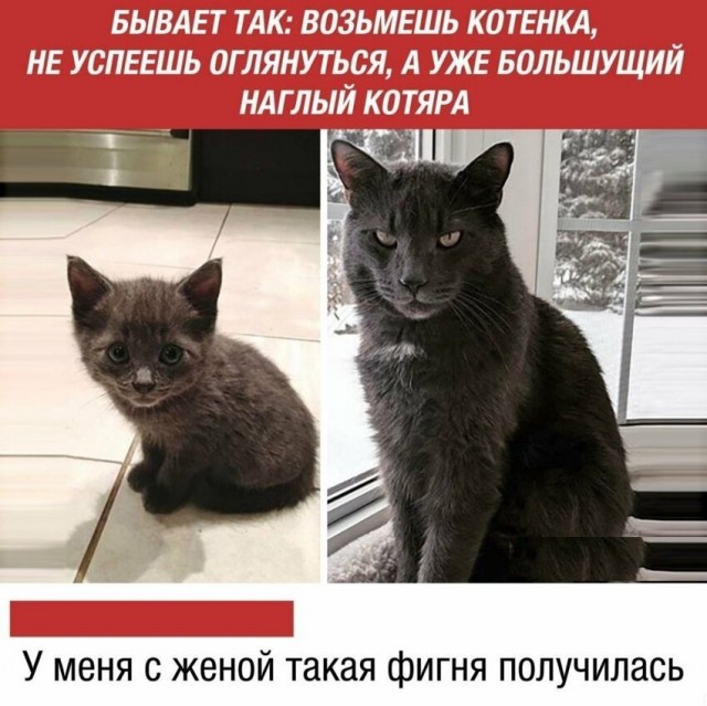 Анекдоты, соц-сети и картинки с надписями