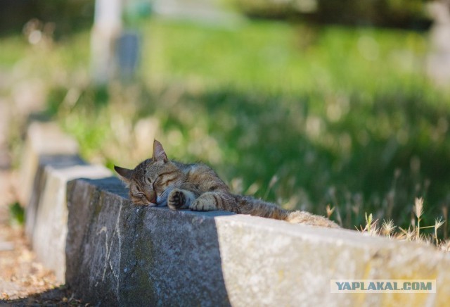 Дикий котовторник 16.04.19