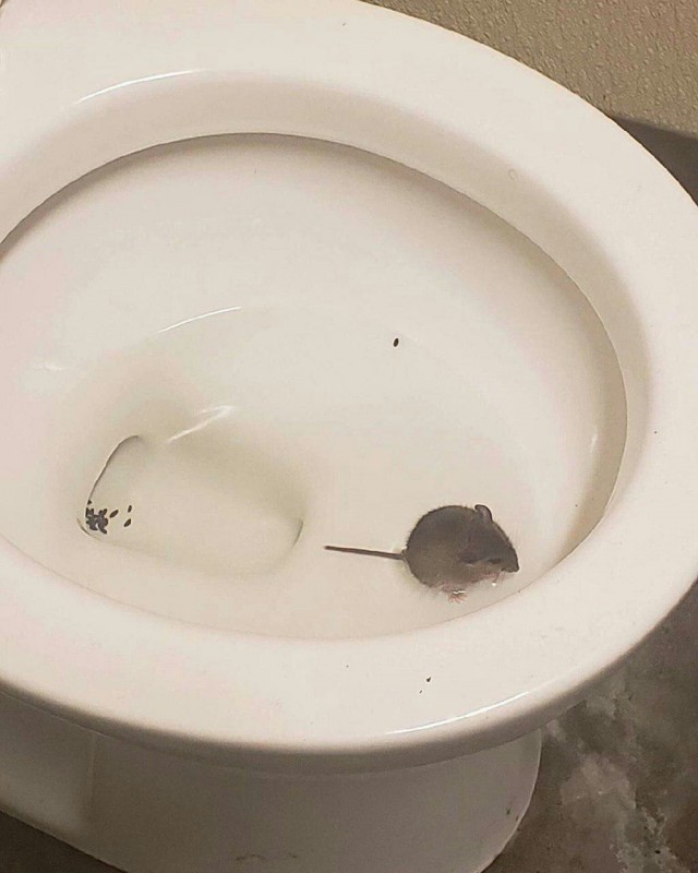 Живность из сети