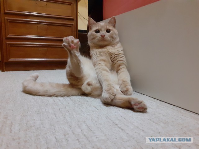 ЯП в кошках