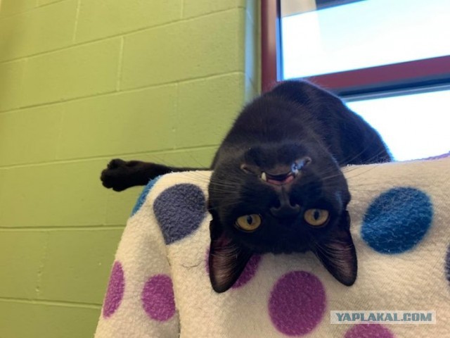 Котовторник?! Коты во вторник!