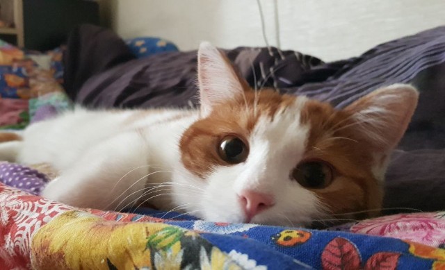 Котовторник. Знакомьтесь, Мася