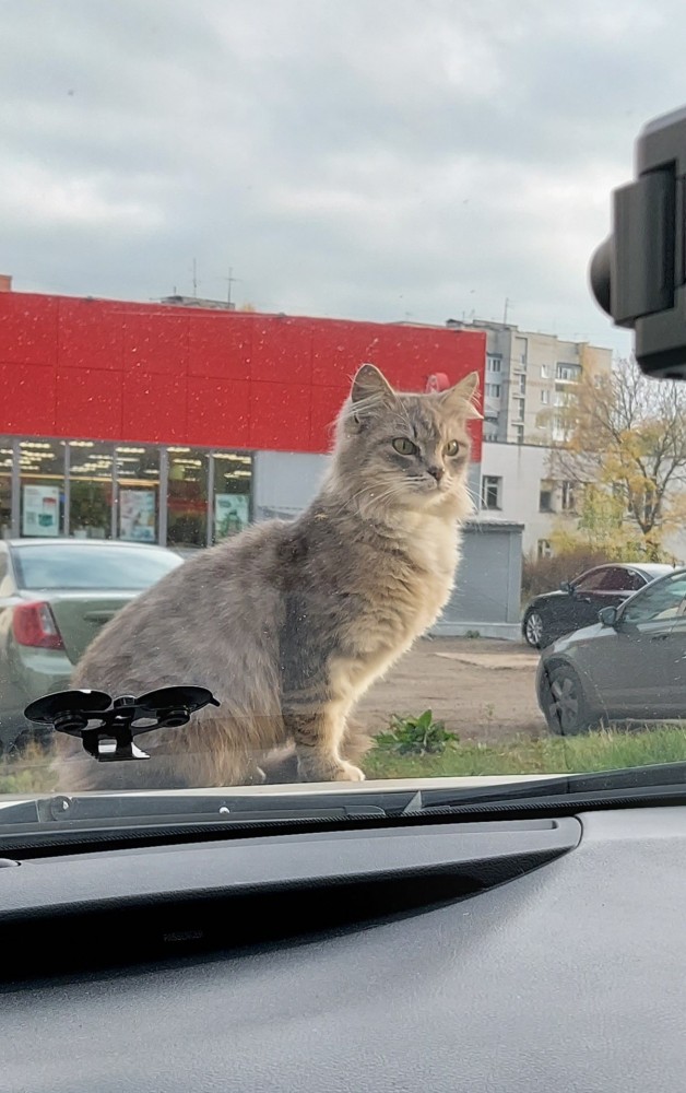 Кот нашёл себе новых рабов