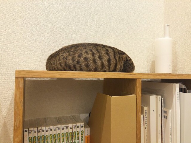Коты они такие