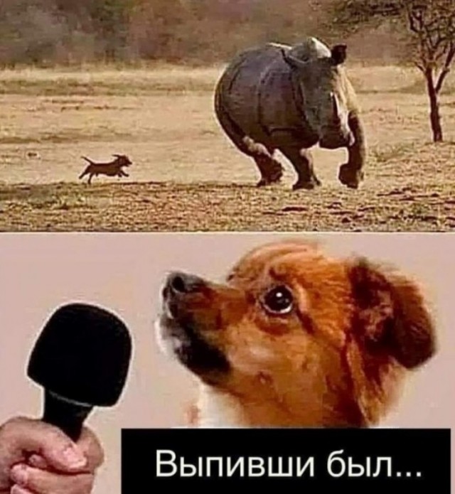 Кот показывает класс джигитовки
