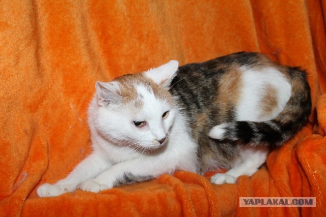 Жизнь домашнего приюта "Котоленд" 269