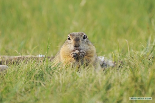 Пойграй с бурундуком
