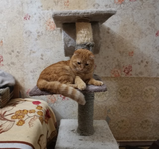 Котовторник же!