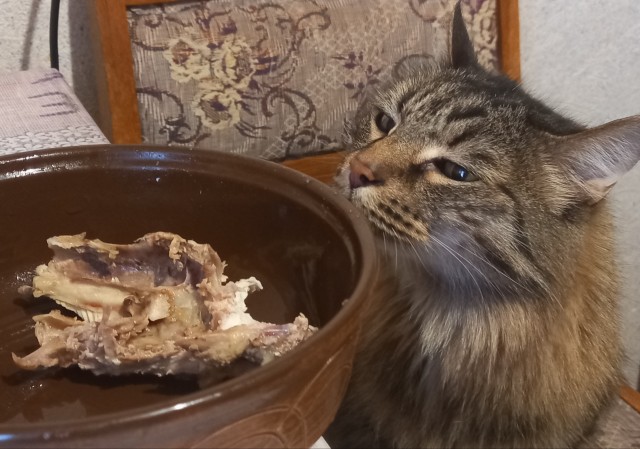 Котовторник же очередной