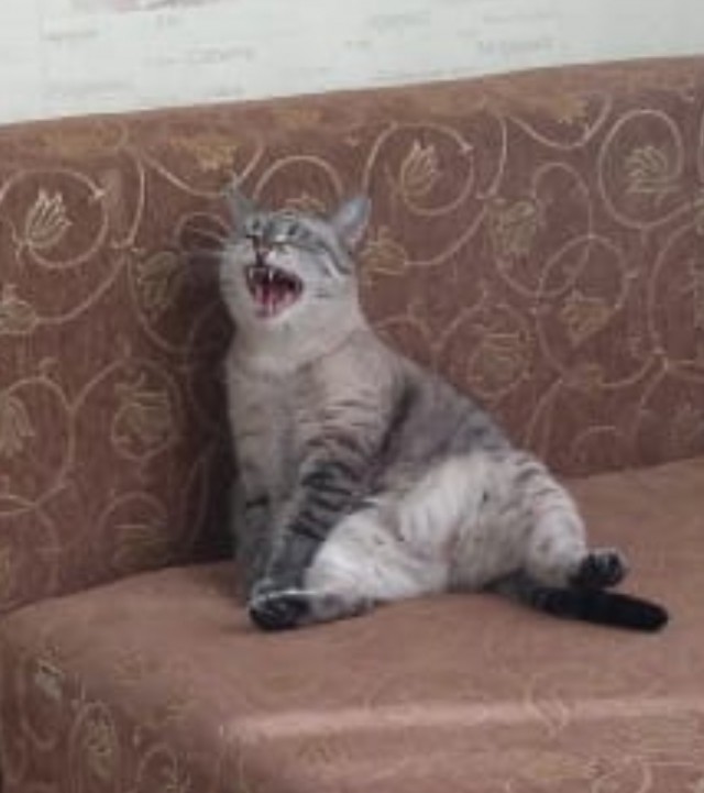 Сильнее кошки зверя нет