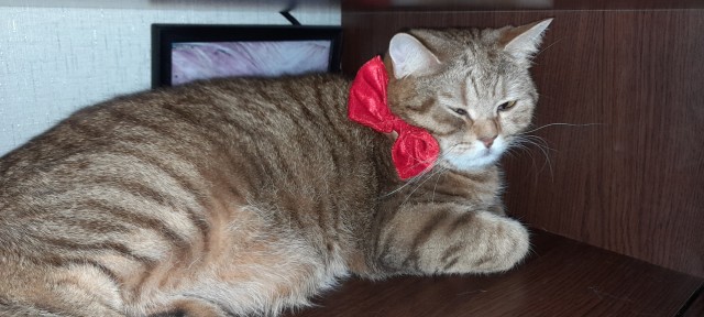 Котовторник так котовторник