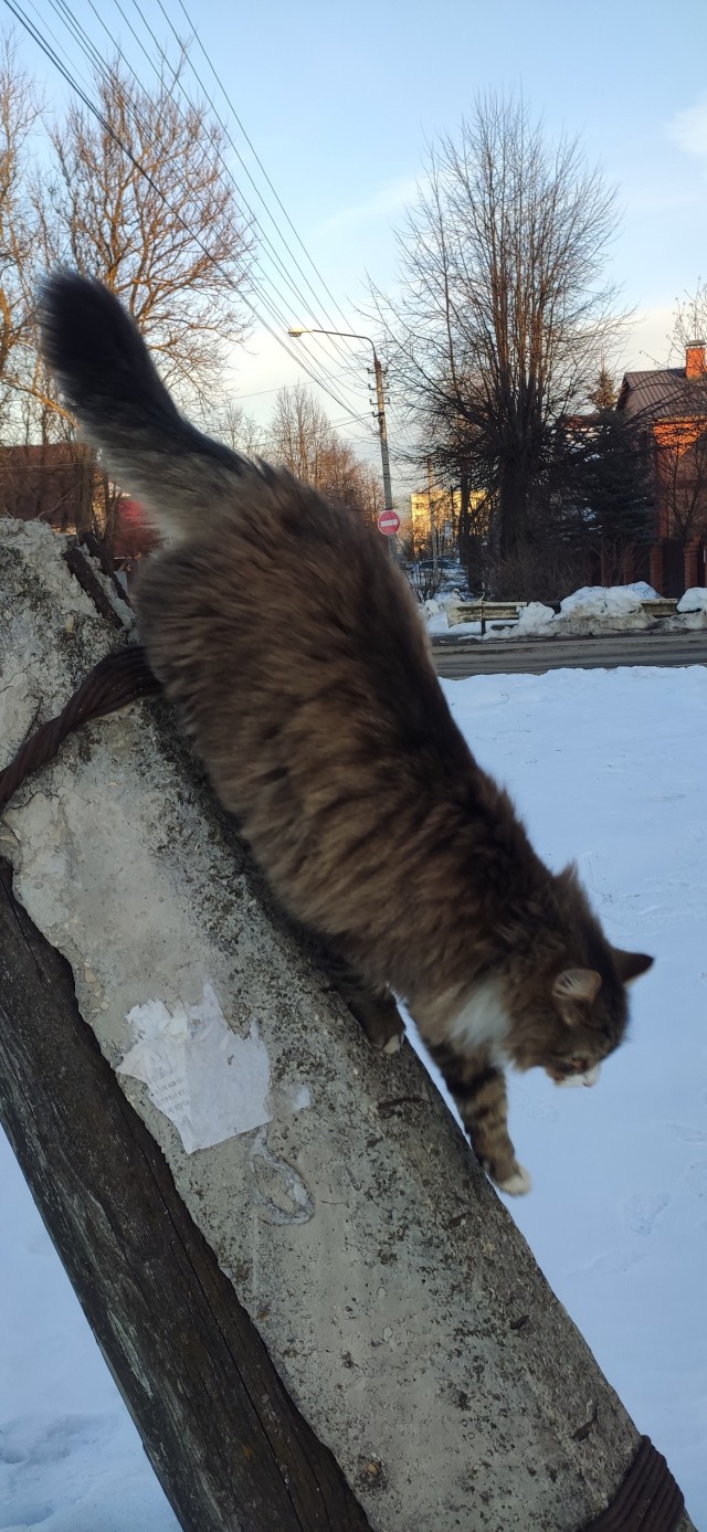 Знакомьтесь Гарыныч!