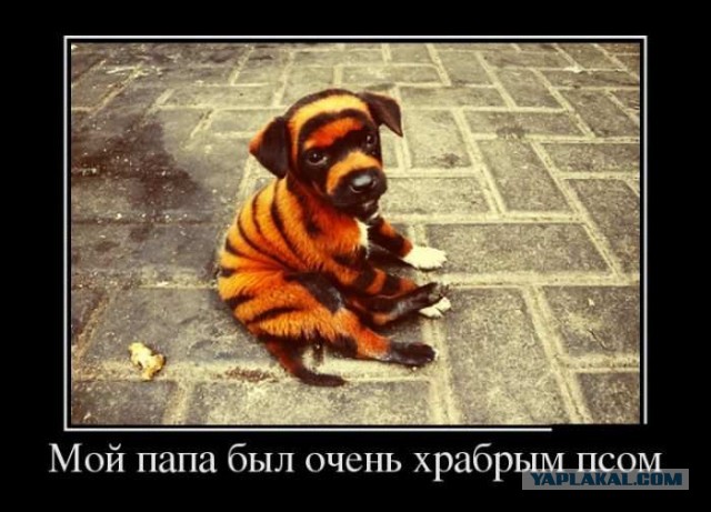 Нашёл собачку на улице