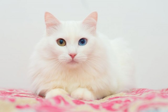 А вот и котовторник 24.05.2022