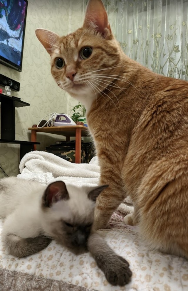 Котовторник от Jus`а или просто Кекс