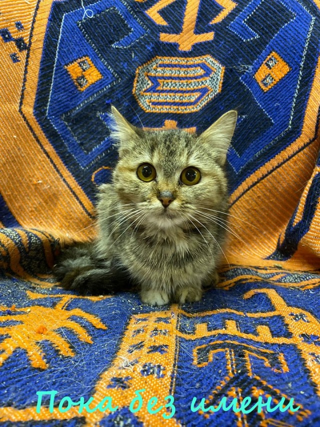 Жизнь домашнего приюта "Котоленд" 366
