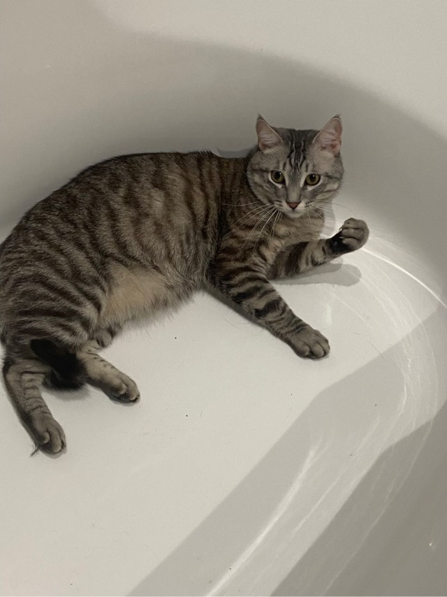 Котовторник 17.01.23
