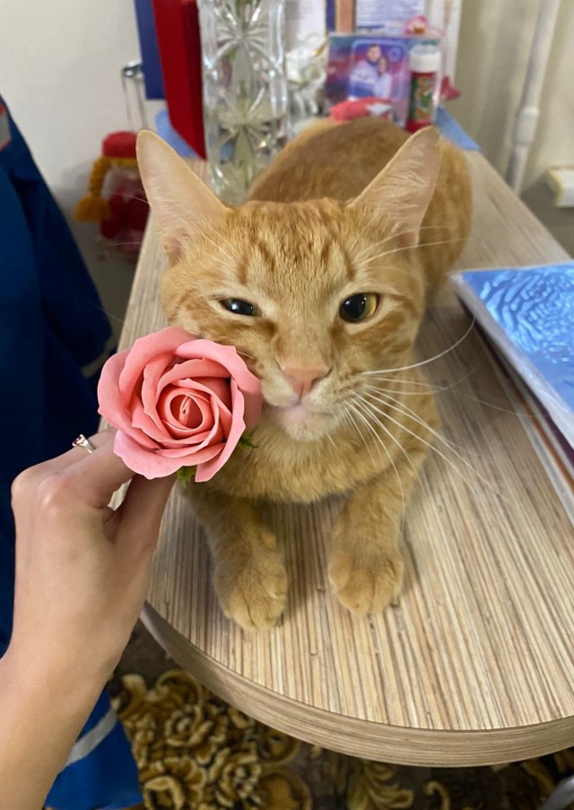 Начинаем котовторник.