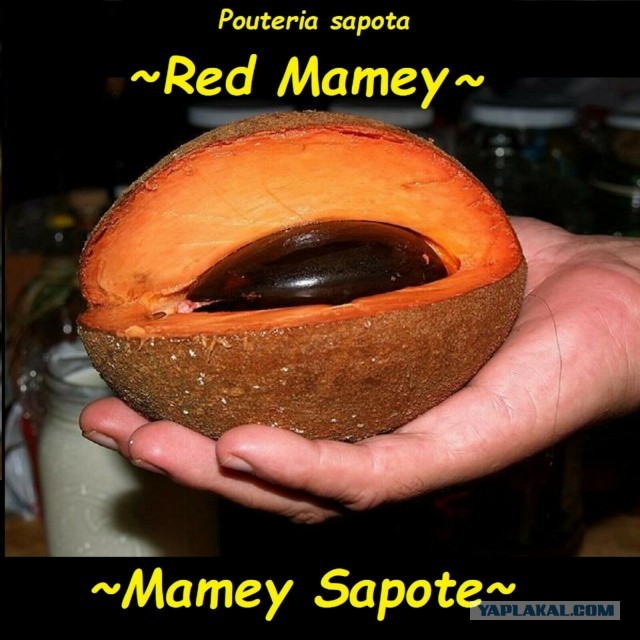 Любопытный орех