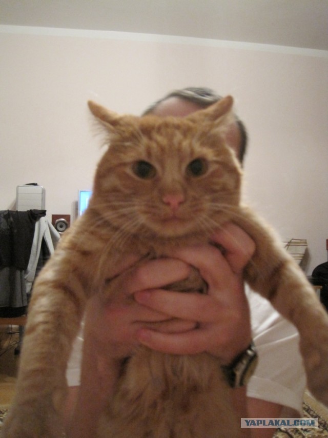 Кошачья пантомима