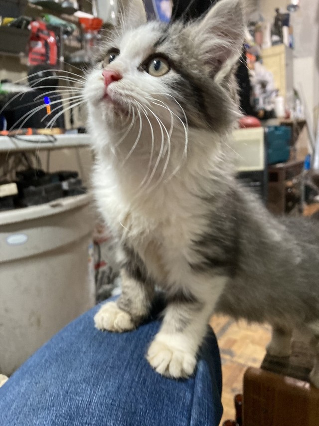 Не прошёл мимо котёнка