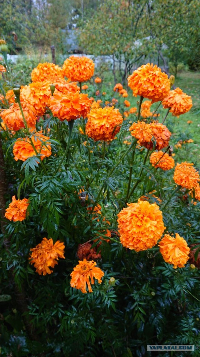 Осень пришла на дачу