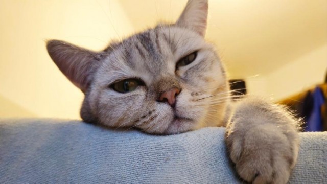 Почему кошка активно будит хозяев по утрам: 5 основных причин и что с этим делать