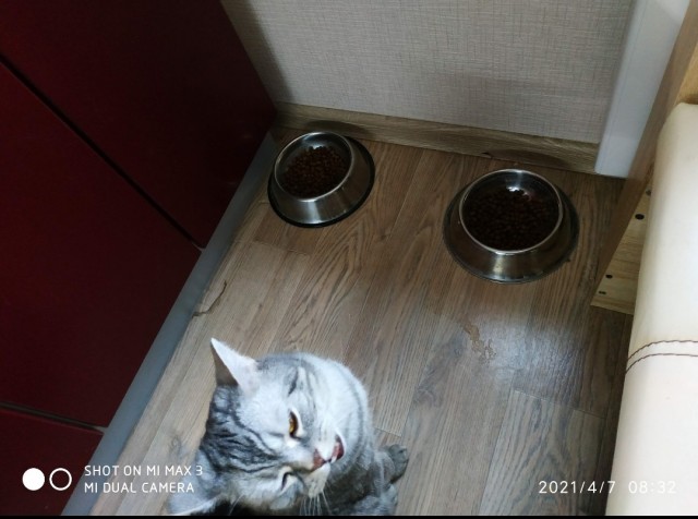 Юбилей кота 09.ХII.2013