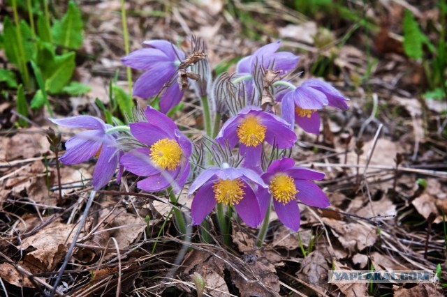 Сейчас бы поваляться на траве