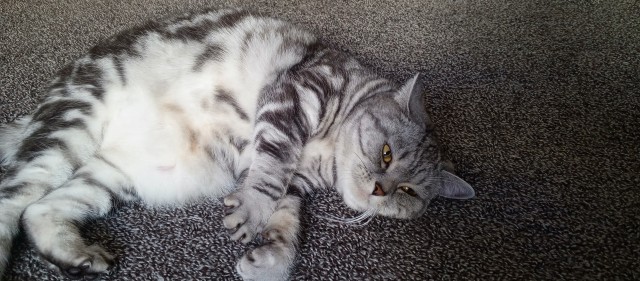 Котовторник