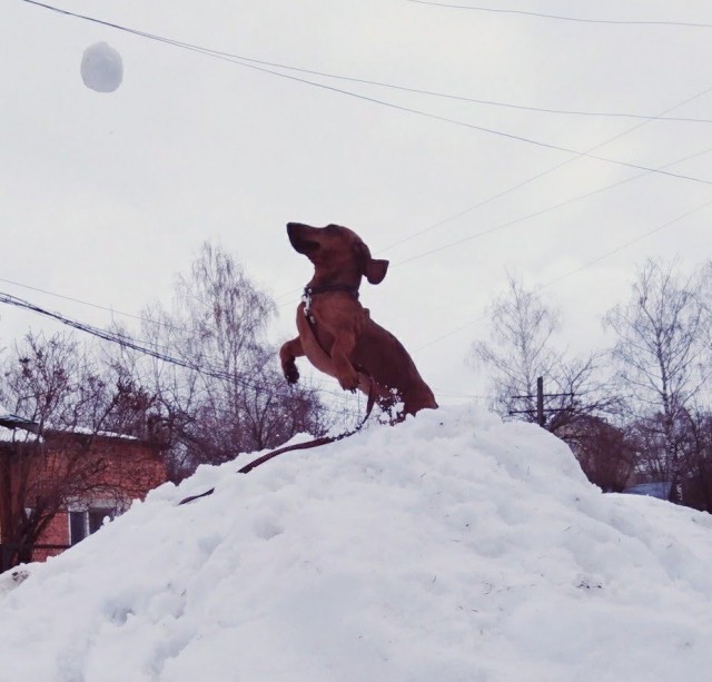А сейчас важное сообщение